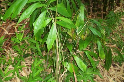 Cây dược liệu cây Song châu đuôi, Dùng dình đất - Didymosperma caudatum (Lour.) H. Wemll. et Drude