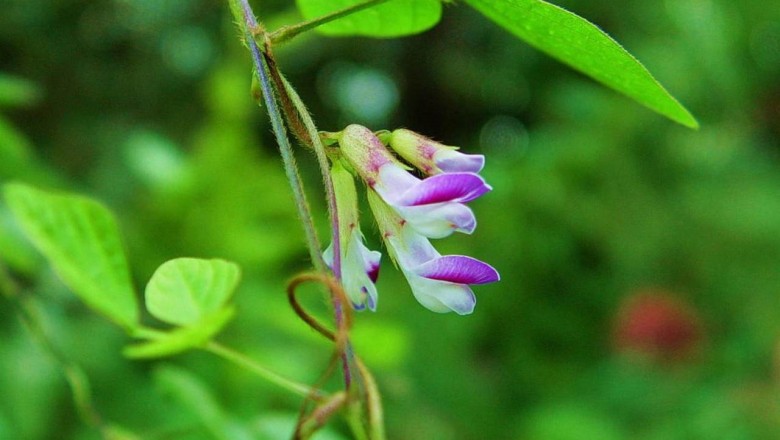 Cây dược liệu cây Song quả - Amphicarpaea edgeworthii Benth