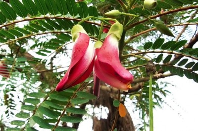 Cây dược liệu cây So đũa - Sesbania grandiflora (L.) Poir