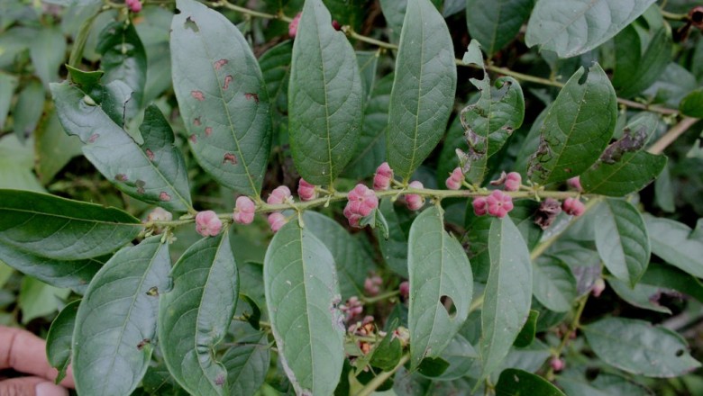 Cây dược liệu cây Sóc đỏ, Muôi ăn trái - Glochidion rubrum Blume