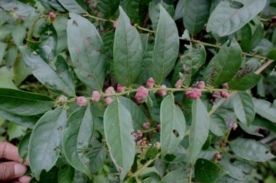 Cây dược liệu cây Sóc đỏ, Muôi ăn trái - Glochidion rubrum Blume