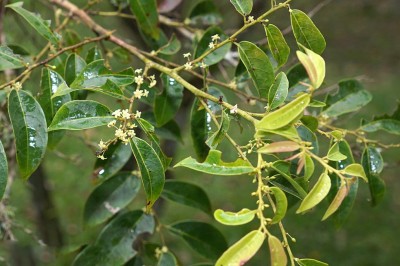 Cây dược liệu cây Sóc mốc, Sóc dưới trắng - Glochidion hypoleucum (Miq.) Boerl. (Anisonema hypoleucum Miq.)