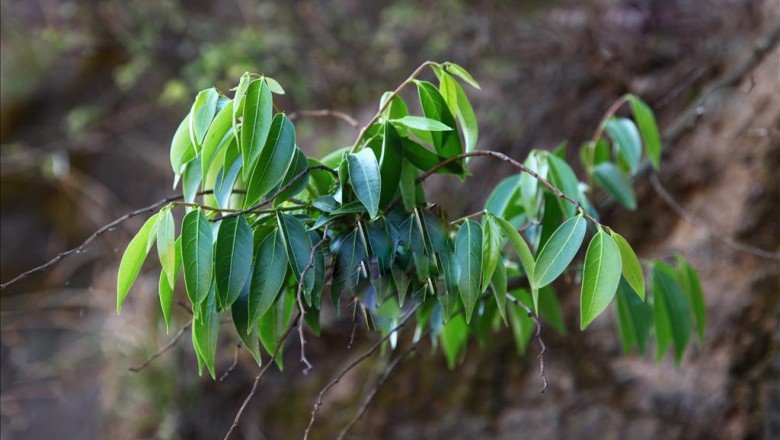 Cây dược liệu cây Sóc Dalton, Giấm mật, Giễng mật - Glochidion daltoni (Muell. - Arg.) Kurz