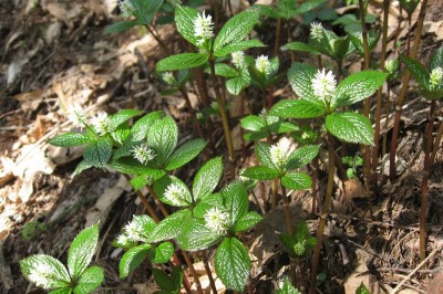 Cây dược liệu cây Sói Nhật - Chloranthus japonicus Sieb