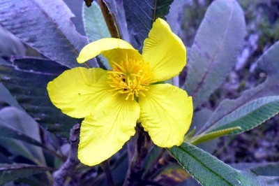 Cây dược liệu cây Sổ Hooker - Dillenia hookeri Pierre