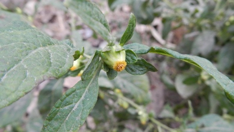 Cây dược liệu cây Thiên danh tinh - Carpesium abrotanoides L