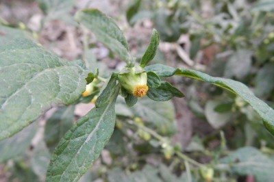 Cây dược liệu cây Thiên danh tinh - Carpesium abrotanoides L