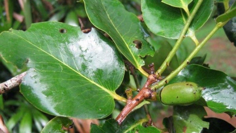 Cây dược liệu cây Thị dẻ - Diospyros castanea (Craib) Fletcher (Maba castanea Craib)