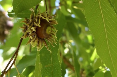 Cây dược liệu cây Sồi nhọn - Quercus acutissima Carr