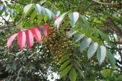 Cây dược liệu cây Sơn, Sơn Phú thọ, Sơn lắc - Rhus succedanea L., (Toxicodendron succedanea (L.) Mold.)