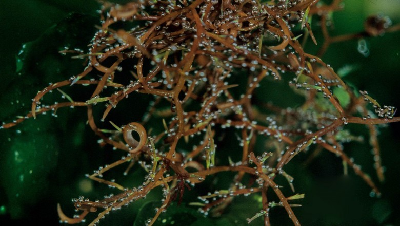 Cây dược liệu cây Rau đông. Rau tớn. Rong đông móc câu - Hypnea japonica Tanaka