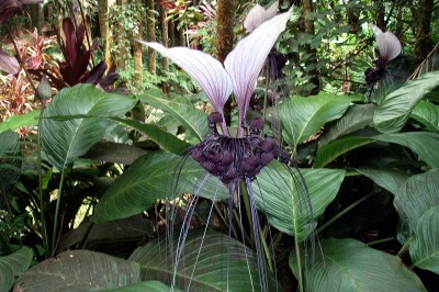 Cây dược liệu cây Râu hùm lớn - Tacca vietnamensis Thin et Hoat