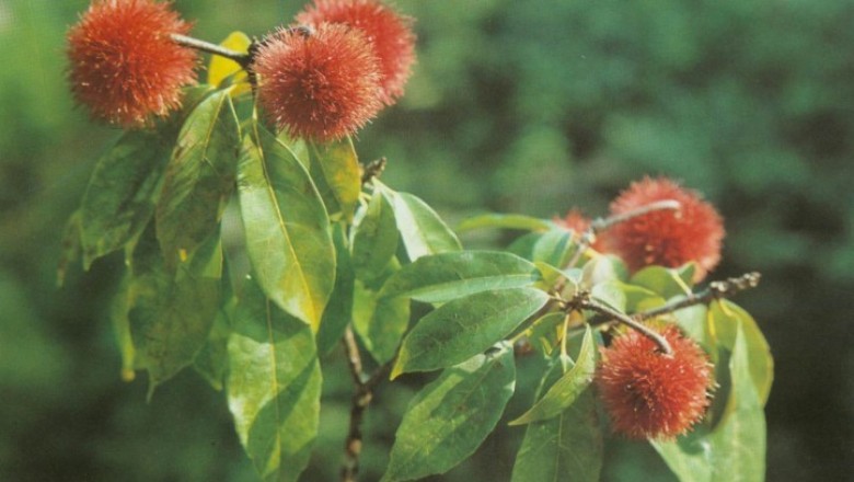 Cây dược liệu cây Sô loan Trung Quốc, Hầu hoan hỉ - Sloanea sinensis (Hance) Hemsl