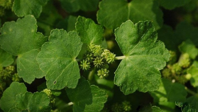 Cây dược liệu cây Rau má lá to, Rau má dại, Rau má rừng - Hydrocotyle nepalensis Hook, (H. javanica Thunb.)