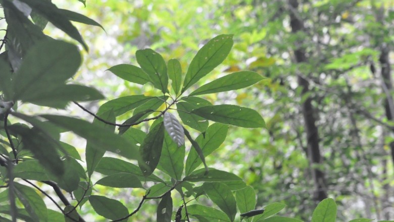 Cây dược liệu cây Sô loan Hemsley, Phỏng lật - Sloanea hemsleyana (Ito) Rehd. et Wils