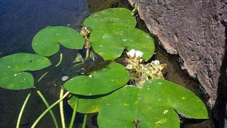 Cây dược liệu cây Rau mác tròn, Từ cô tròn - Sagittaria guyanensis HBK subsp lappula (D. Don) Borin