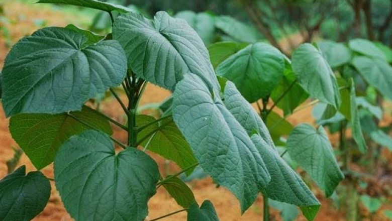 Cây dược liệu cây Rau lưỡi bò, Rau tai nai, Ngũ cách - Pentaphragma gamopetalum Gagnep