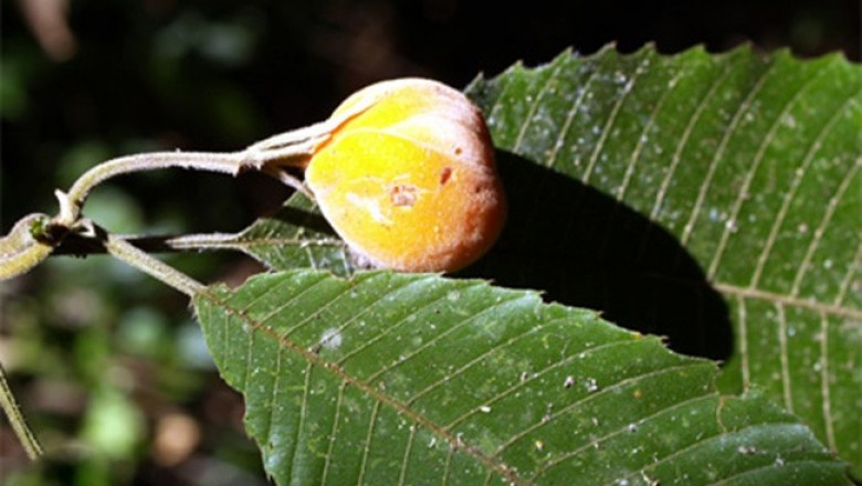 Cây dược liệu cây Sổ lọng vàng, Lọng bàng - Dillenia heterosepala Finet Gagnep