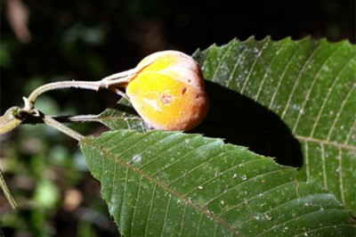 Cây dược liệu cây Sổ lọng vàng, Lọng bàng - Dillenia heterosepala Finet Gagnep