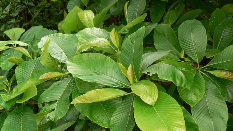 Cây dược liệu cây Sổ năm nhuỵ - Dillenia pentagyna Roxb