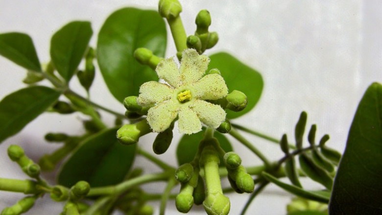 Cây dược liệu cây Sơn biên, Quả gỗ - Schrebera swietenioides Roxb