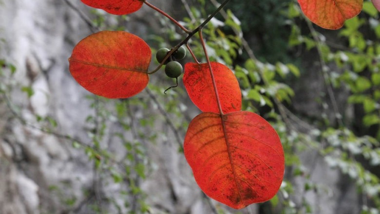 Cây dược liệu cây Sòi lá tròn, Sòi bòng - Sapium rotundifolium Hemsl