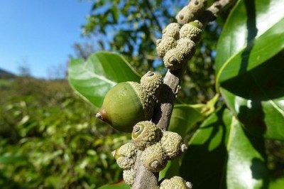 Cây dược liệu cây Sồi đá trắng, Dẻ trắng, Dẻ đá - Lithocarpus dealbatus (Hook. f. et Thoms.) Rehd