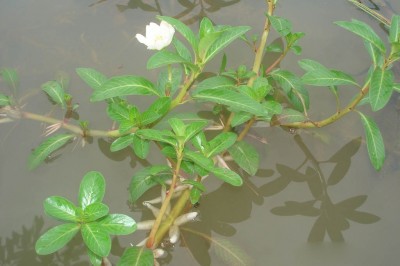 Cây dược liệu cây Rau dừa nước, Rau dừa trâu, Du long thái - Ludwigia adscendens (L.) Hara