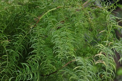 Cây dược liệu cây Thiên môn ráng, Dương xỉ thiên môn đông - Asparagus filicinus Buch. - Ham. ex D. Don