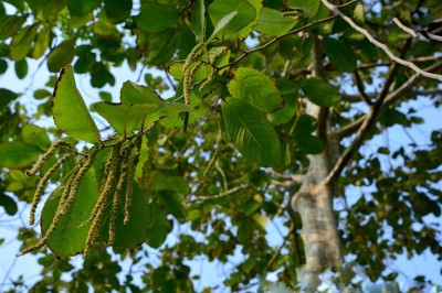 Cây dược liệu cây Thiên liệu, Chà nan lông dày - Homalium tomentosum (Vent.) Benth