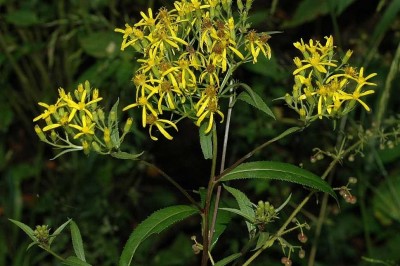 Cây dược liệu cây Thiên lý quang rừng rậm, Vi hoàng Nemor - Senecio nemorensis L