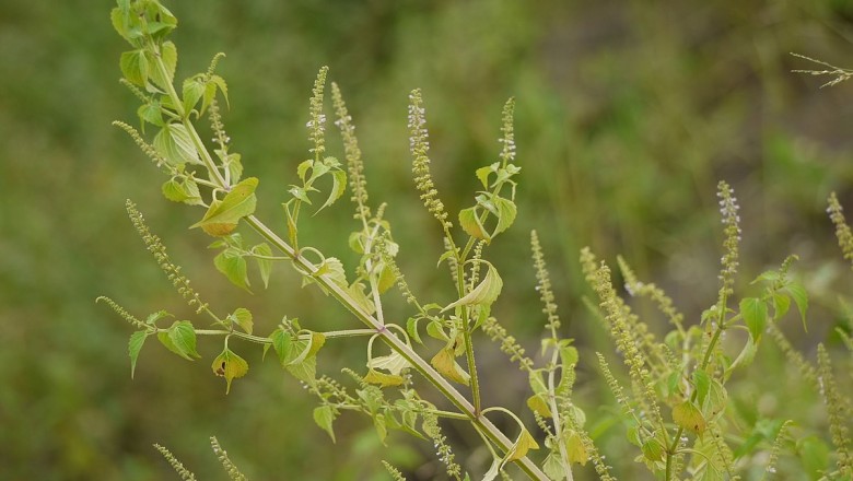 Cây dược liệu cây Thiến thảo - Basilicum polystachyon (L.) Moench (Ocimum polystachyon L.)