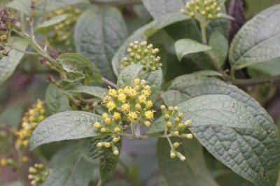 Cây dược liệu cây Thiên lý quang trắng, Bạch diệp hỏa thảo. Vi hoàng - Senecio nagensium C. B. Clarke