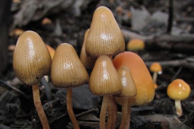 Nấm ma thuật thành thuốc trị bệnh đột phá?