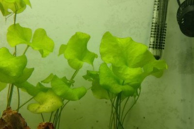 Cây dược liệu cây Cang, Ráng tròn lá, Thủy nữ nhỏ - Nymphoides hydrophyllum (Lour.) O. Ktze (Limnanthemum hydrophyllum Griseb., Menyanthes hydrophyllum Lour.)