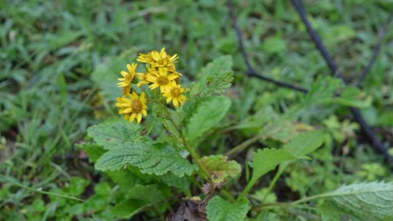 Cây dược liệu cây Thiên lý quang dạng cúc - Senecio chrysanthemoides DC