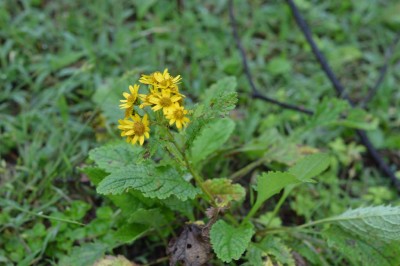 Cây dược liệu cây Thiên lý quang dạng cúc - Senecio chrysanthemoides DC