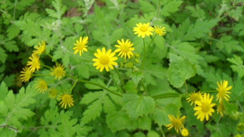 Cây dược liệu cây Thiên lý quang Oldham, Vi hoàng Oldham, Cúc bạc lông nhện, Bồ nhi căn -  Senecio oldhamianus Maxim