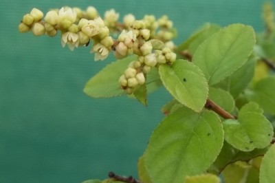 Cây dược liệu cây Canh châu, Chanh châu, Quanh châu, phòng bệnh sởi đậu