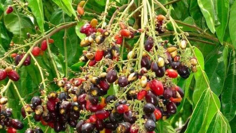 Cây dược liệu cây Nhãn dê, Nhãn rừng, Cây kén kén - Lepisanthes rubiginosa (Roxb.) Leenh