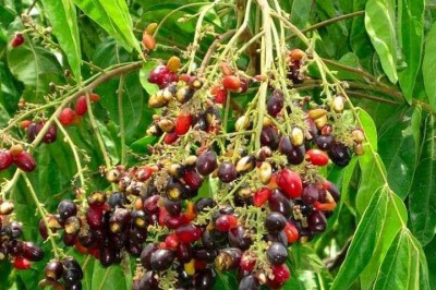 Cây dược liệu cây Nhãn dê, Nhãn rừng, Cây kén kén - Lepisanthes rubiginosa (Roxb.) Leenh