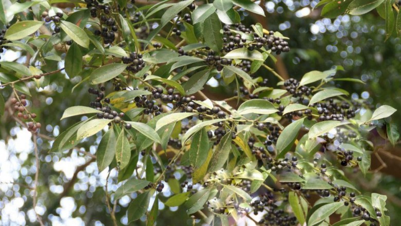 Cây dược liệu cây Nhựa ruồi lá nhỏ - Hex viridis Champ. ex. Benth