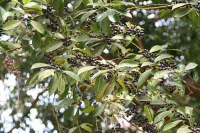 Cây dược liệu cây Nhựa ruồi lá nhỏ - Hex viridis Champ. ex. Benth