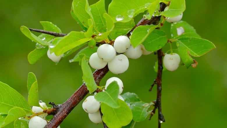 Cây dược liệu cây Nổ, Bỏng nổ - Flueggea virosa (Roxb. ex Willd.) Voigt (Securinega virosa (Willd.) Pax et Hoffm.)