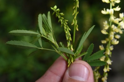 Cây dược liệu cây Nhãn hương, Kiều đậu - Melilotus suaveolens Ledeb