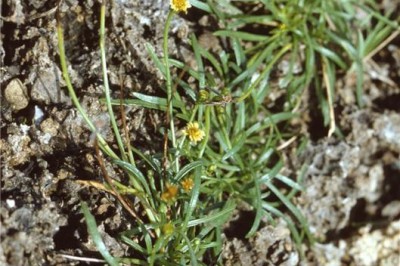 Cây dược liệu cây Nhuỵ lưỡi lá nhỏ, Thiệt thư lá nhỏ, Hương như - Glossogyne tennifolia Cass