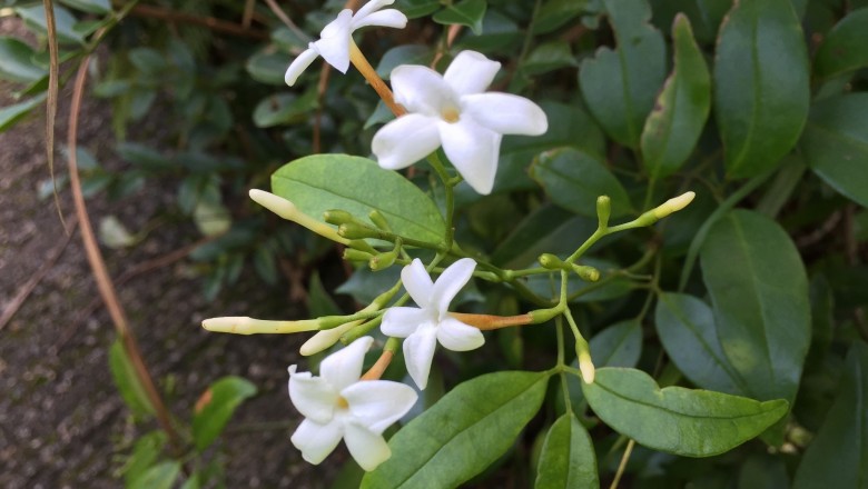 Cây dược liệu cây Nhài thon - Jasminum lanceolarium Roxb