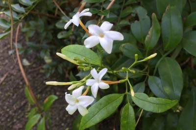 Cây dược liệu cây Nhài thon - Jasminum lanceolarium Roxb