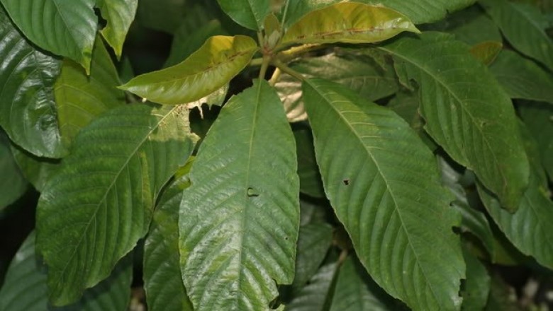 Cây dược liệu cây Nóng - Saurauia tristyla DC