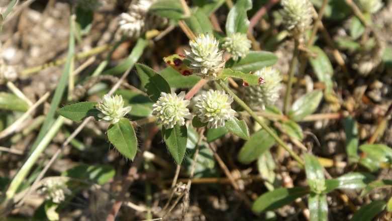 Cây dược liệu cây Nở ngày đất - Gomphrena celosioides Mart